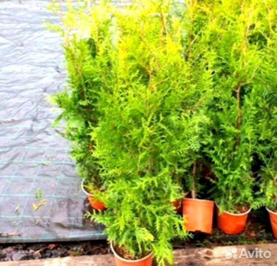 Туи для сада