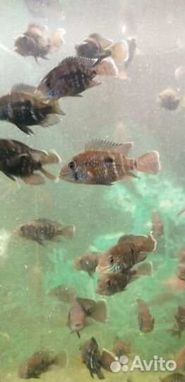 Берюзовые акары