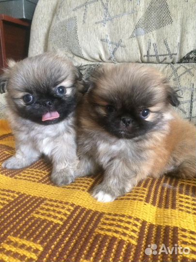 Щенки пекинеса