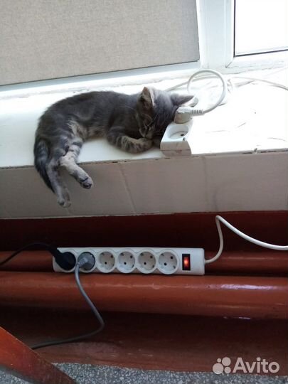 Котята в добрые руки мальчики