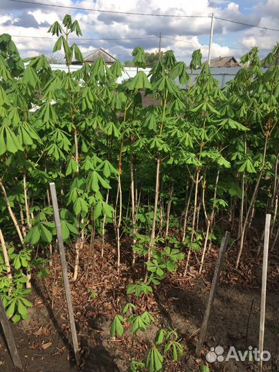 Каштан, саженцы 2-х, 3-х летние