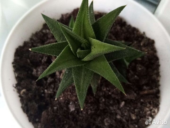 Суккуленты