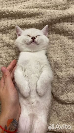 Британская серебристая шиншилла