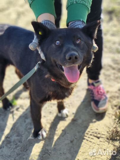 Собака в добрые руки