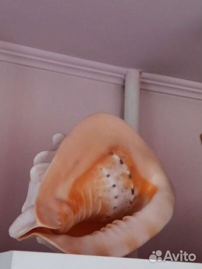 Ракушки, большая, размер 28/21