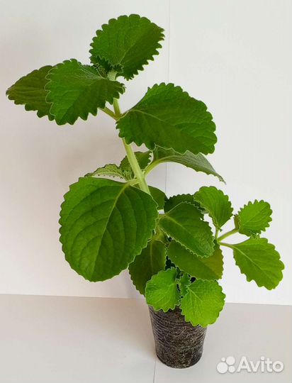 Комнатная мята (Плектрантус. Шпороцветник)