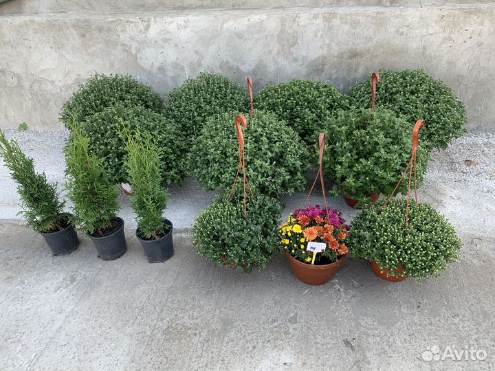 Многолетние цветы