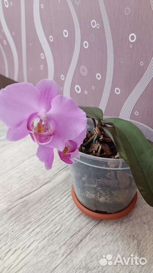 Орхидея фаленопсис