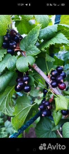 Черная,красная смородина