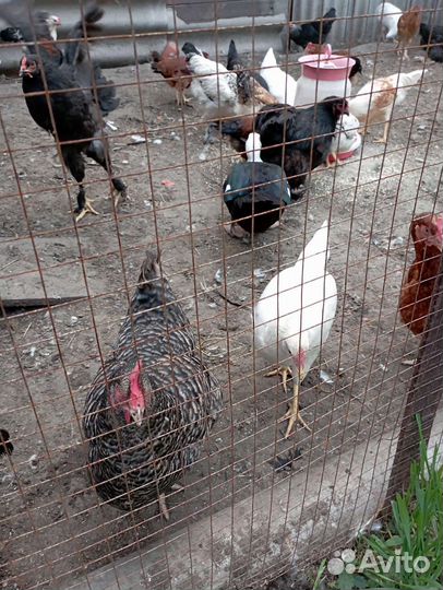 Куры молодки несушки