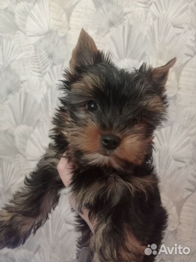 Йоркширский терьер мини девочка