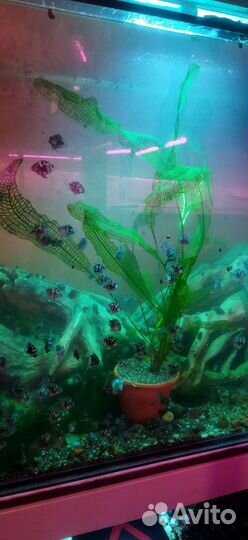 Рыбка сапфировый попугай panda