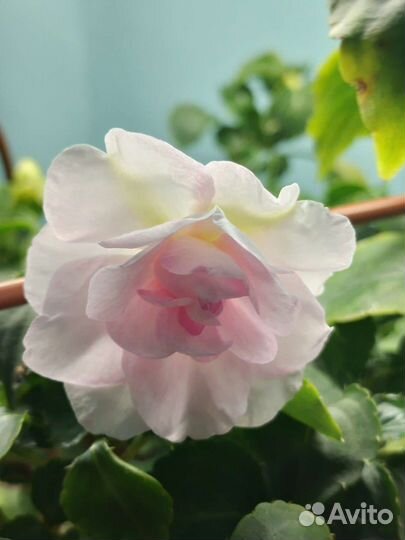 Бальзамины 42 сорта, срез и ук.черенки