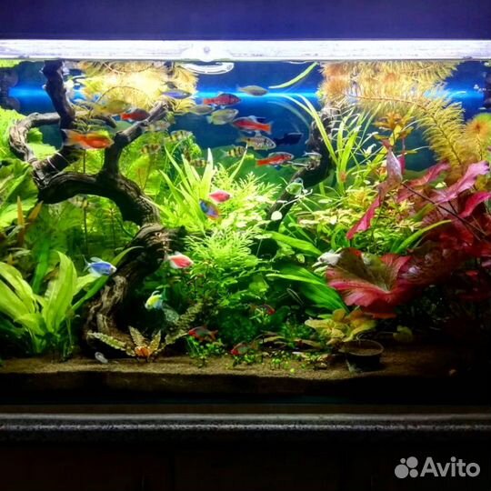 Обслуживание, чистка аквариума