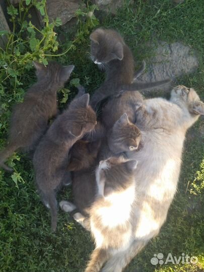 Отдам котят в добрые руки