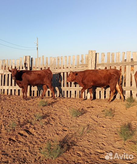 Бычки и телки