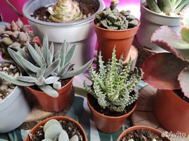 Суккуленты