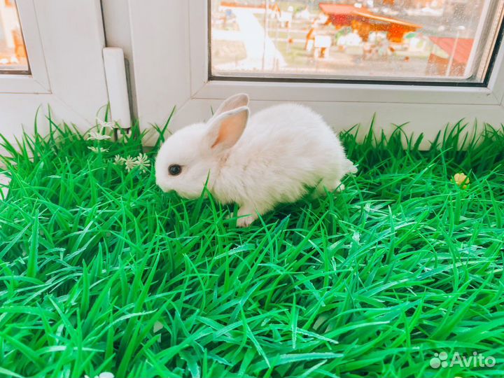 Мини карликовый кролик