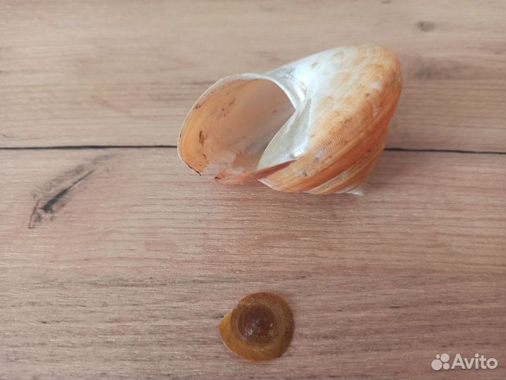 Морская раковина