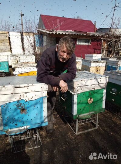 Продажа пчел