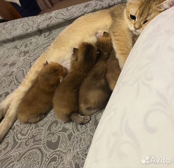 Британская золотая шиншилла n11