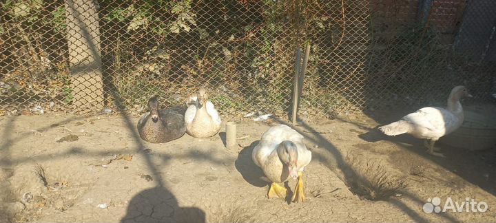 Индоутки, куры