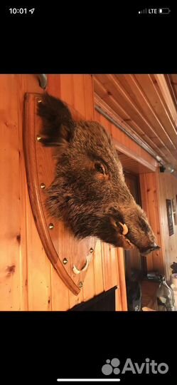 Голова кабана