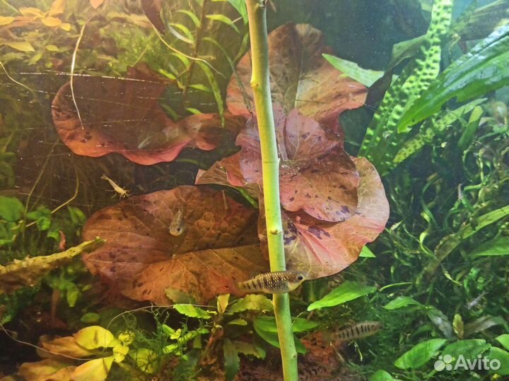 Аквариумные растения и рыбки