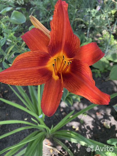 Лилейники сортовые