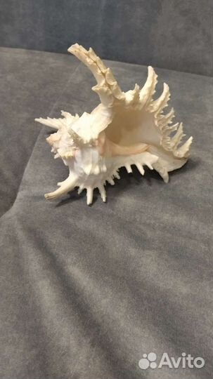 Ракушка морская большая