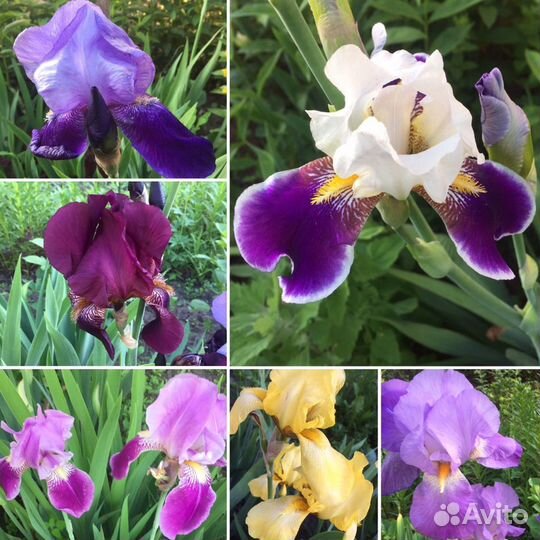 Ирисы сортовые
