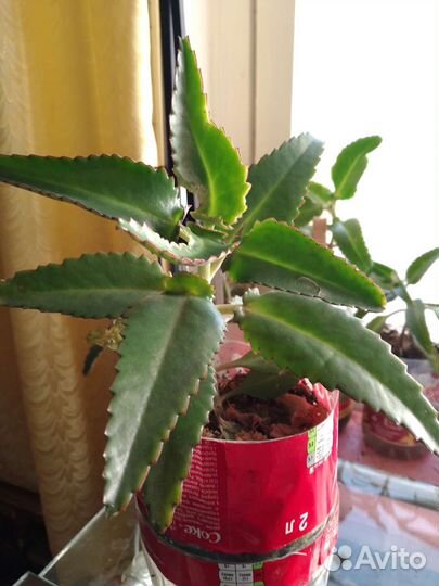 Каланхоэ, алоэ вера и лечебное алоэ