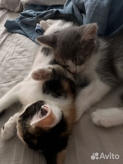 Котята бесплатно