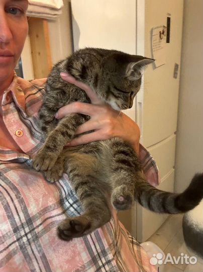 Особенный котёнок в дар