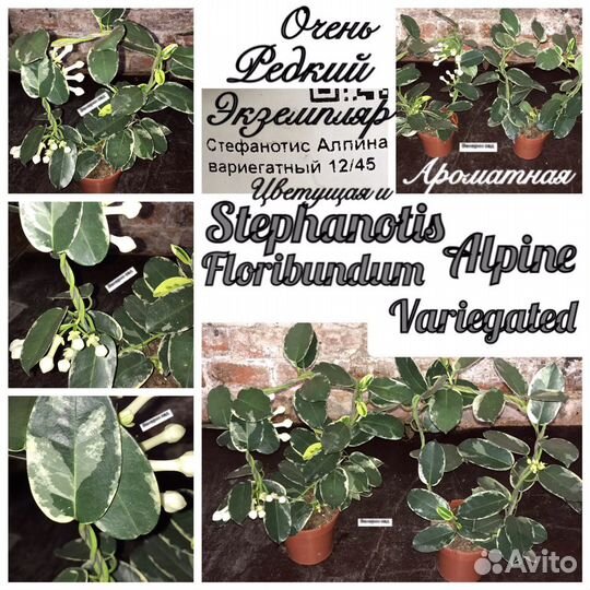 Хойя/стефания/адениум/дисхидия/Стефанотис/афеландр