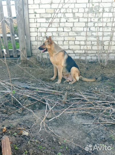 Щенки немецкой овчарки