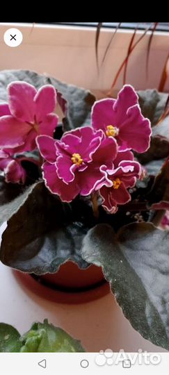 Сортовые фиалки