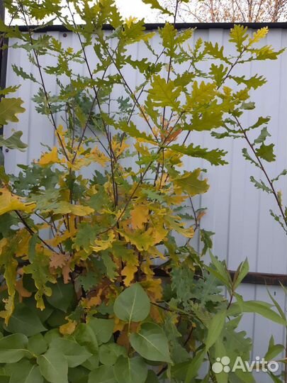 Дуб челябинский