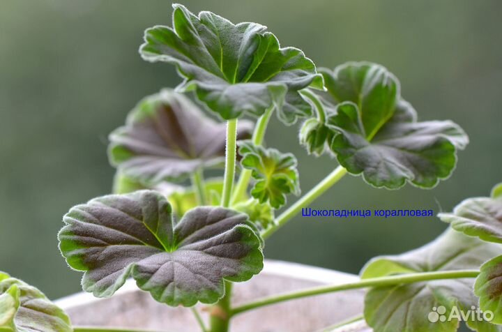 Пеларгония зональная цветущая