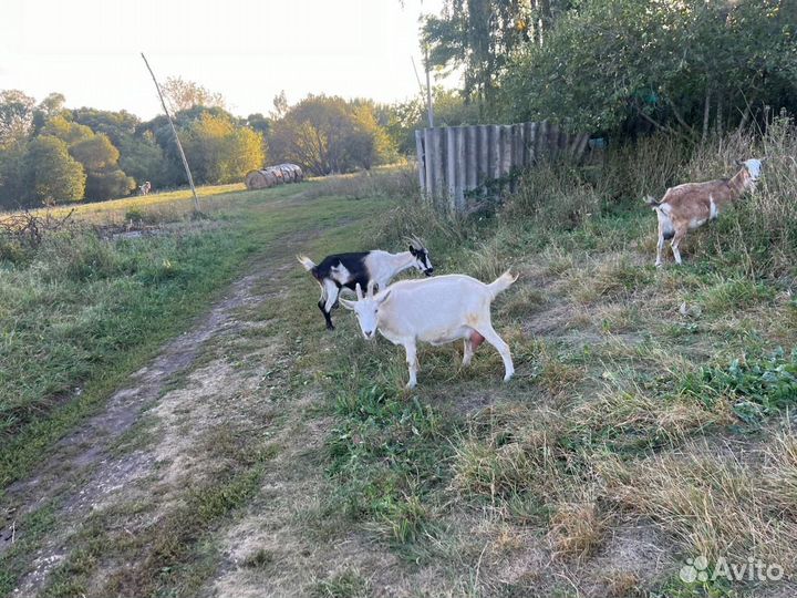 Продается козье стадо