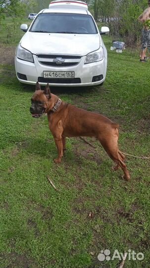 Немецкий боксёр вязка