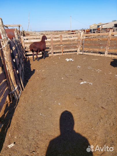 Гисарские баранчики