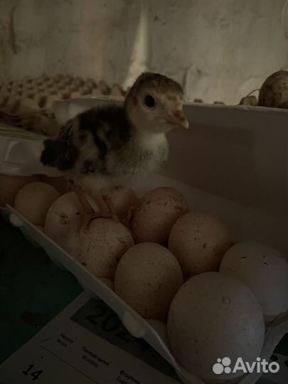 Инкубационное яйцо индюшки