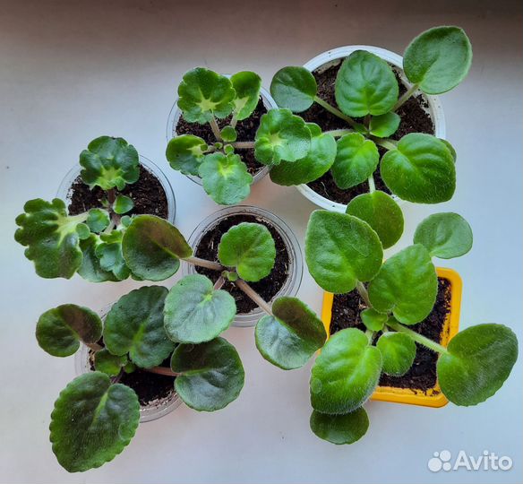 Фиалки детки