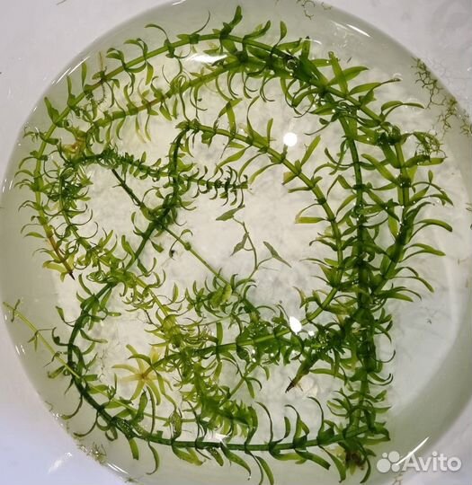 Аквариумные растения