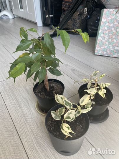 Фикус бенджамина пестролистный