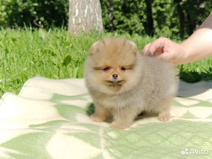 Померанский шпиц, маленькое счастье