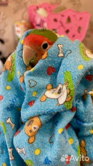 Попугай Киви