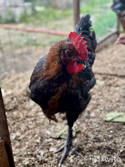 Петух маран