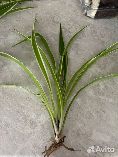 Цветок хлорофитум